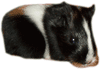 schwarzohr